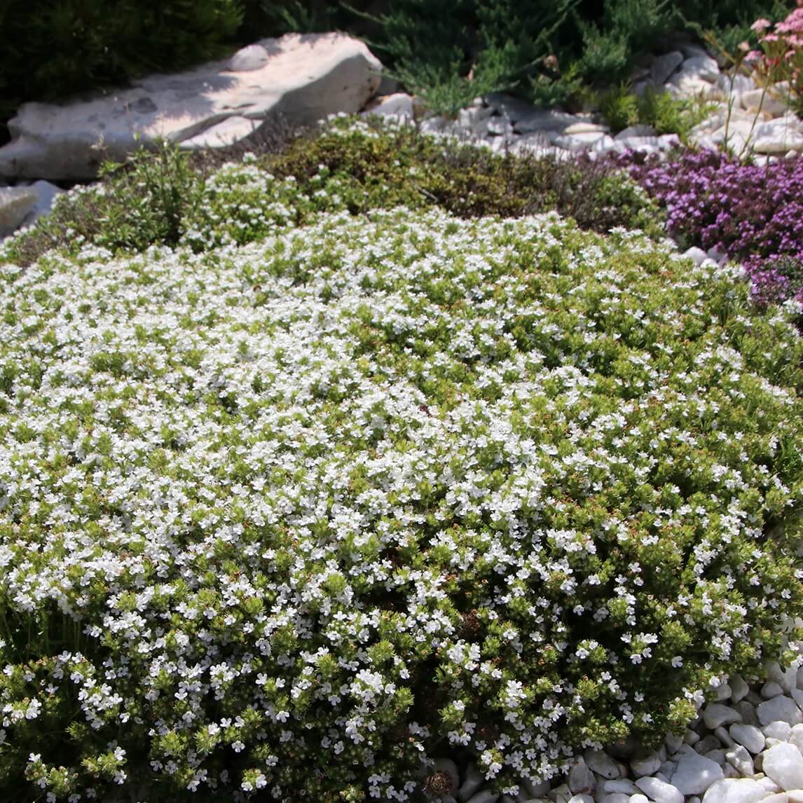 White Creeping Thyme Seeds 