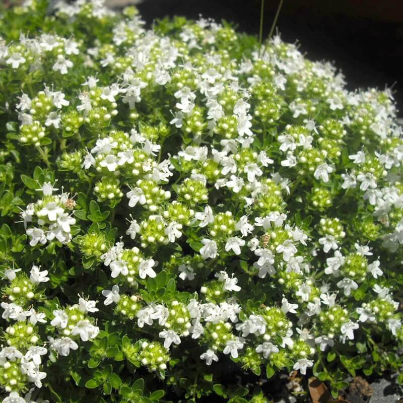White Creeping Thyme Seeds 