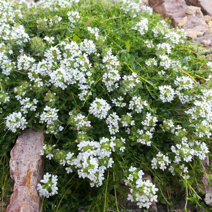 White Creeping Thyme Seeds 