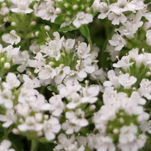 White Creeping Thyme Seeds 