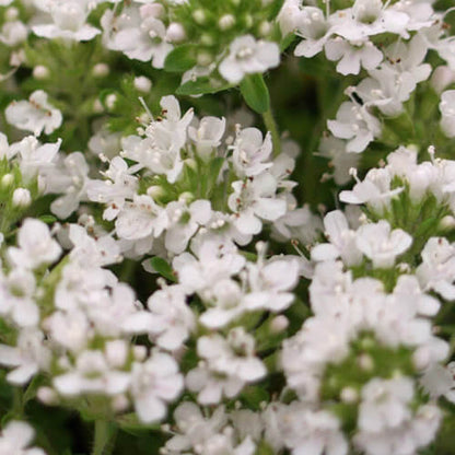 White Creeping Thyme Seeds 