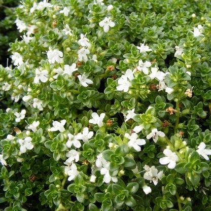 White Creeping Thyme Seeds 