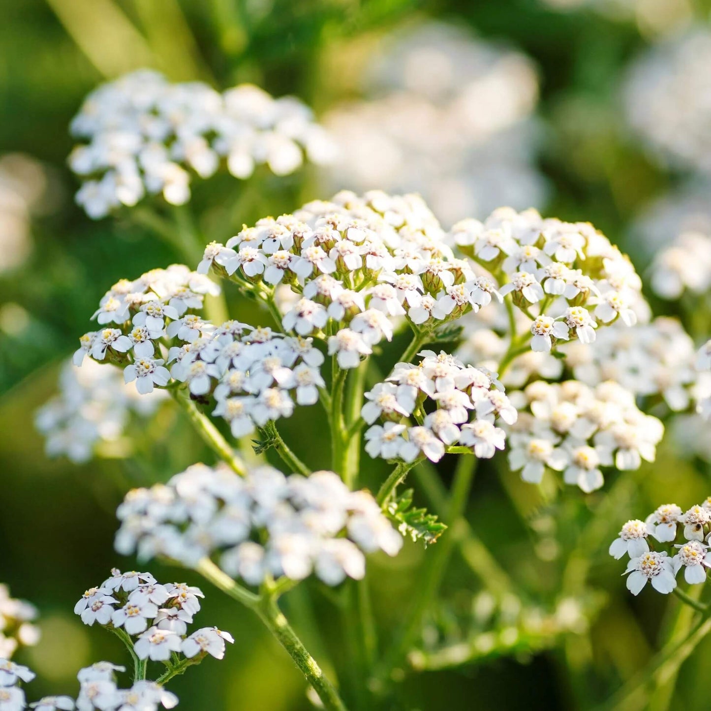 White Daisy Yarrow Seeds 