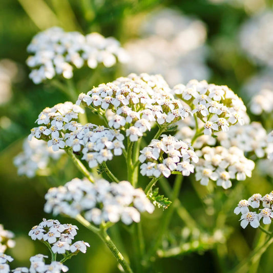 White Daisy Yarrow Seeds 