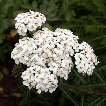 White Daisy Yarrow Seeds 