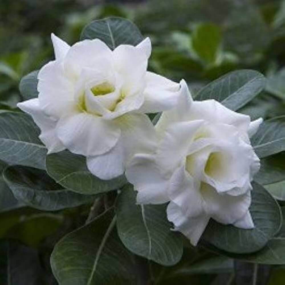 White Desert Rose Seeds - Flower Plant