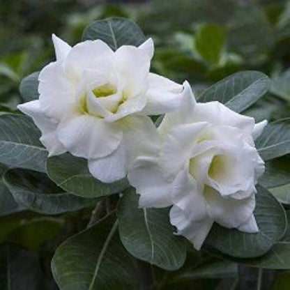 White Desert Rose Seeds - Flower Plant