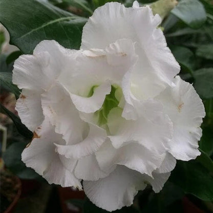 White Desert Rose Seeds - Flower Plant