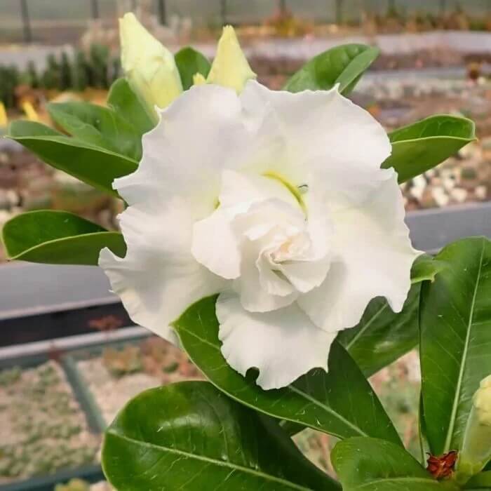 White Desert Rose Seeds - Flower Plant