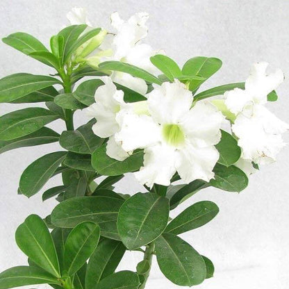 White Desert Rose Seeds - Flower Plant