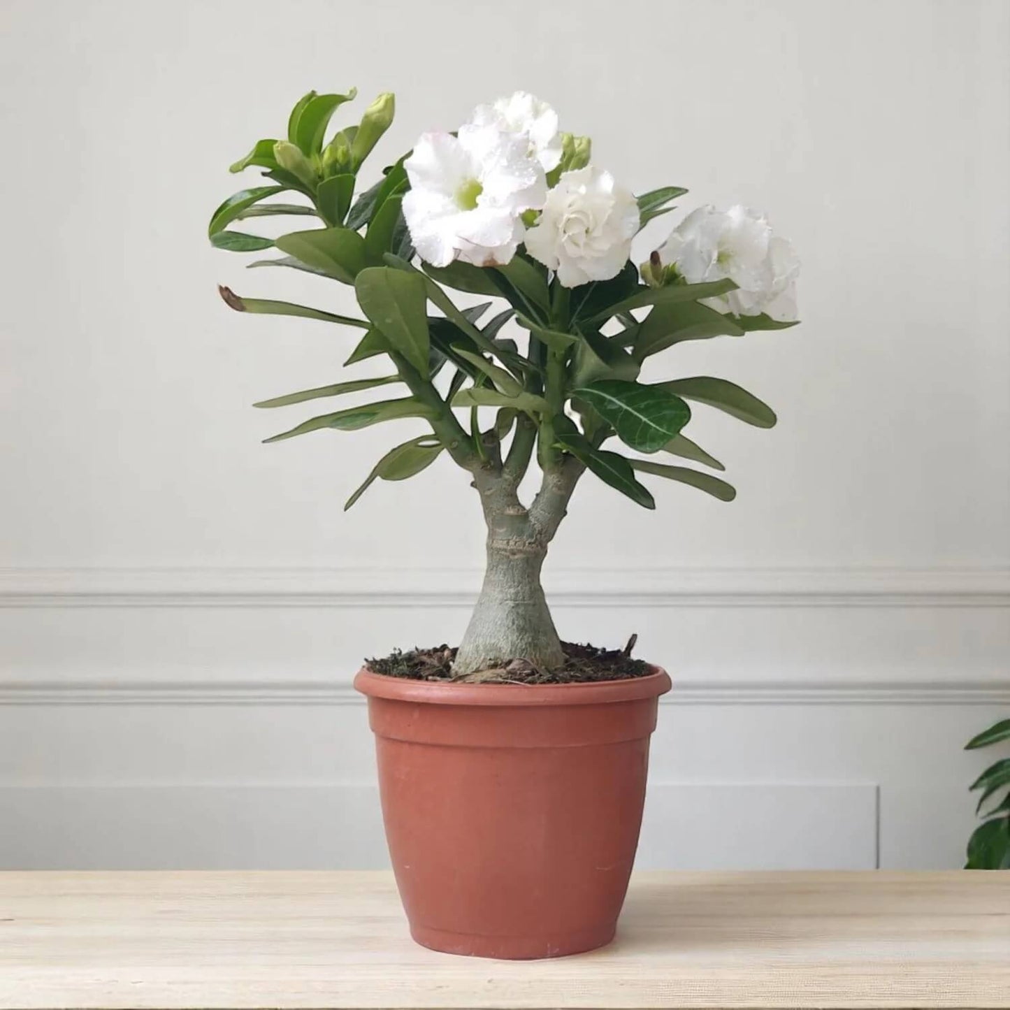 White Desert Rose Seeds - Flower Plant