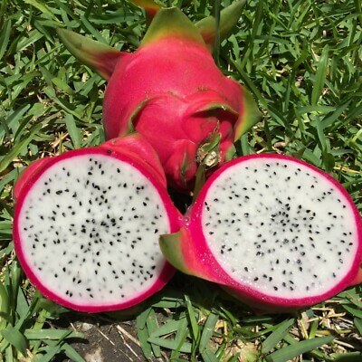 White Dragon Seeds 