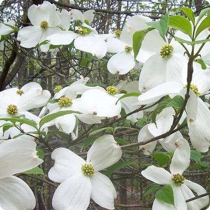 White Eastern Dogwood Seeds 