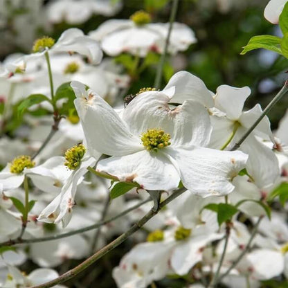 White Eastern Dogwood Seeds 