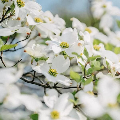 White Eastern Dogwood Seeds 