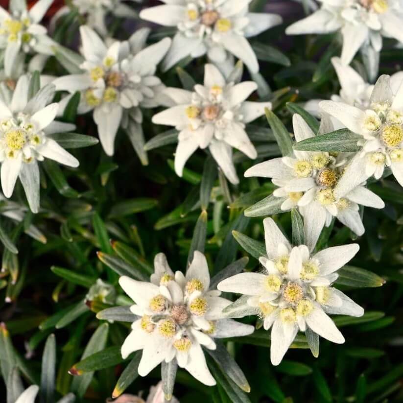 White Edelweiss Leontopodium Alpinum  Seeds