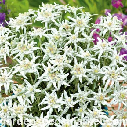 White Edelweiss Leontopodium Alpinum  Seeds