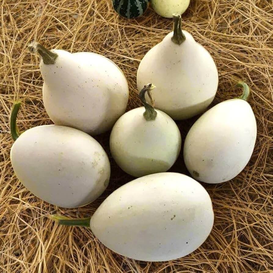 White Egg Nest Egg Gourd Seeds