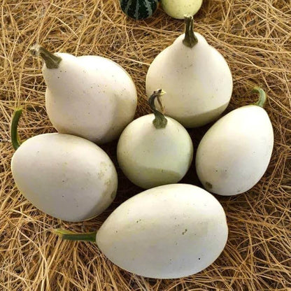 White Egg Nest Egg Gourd Seeds