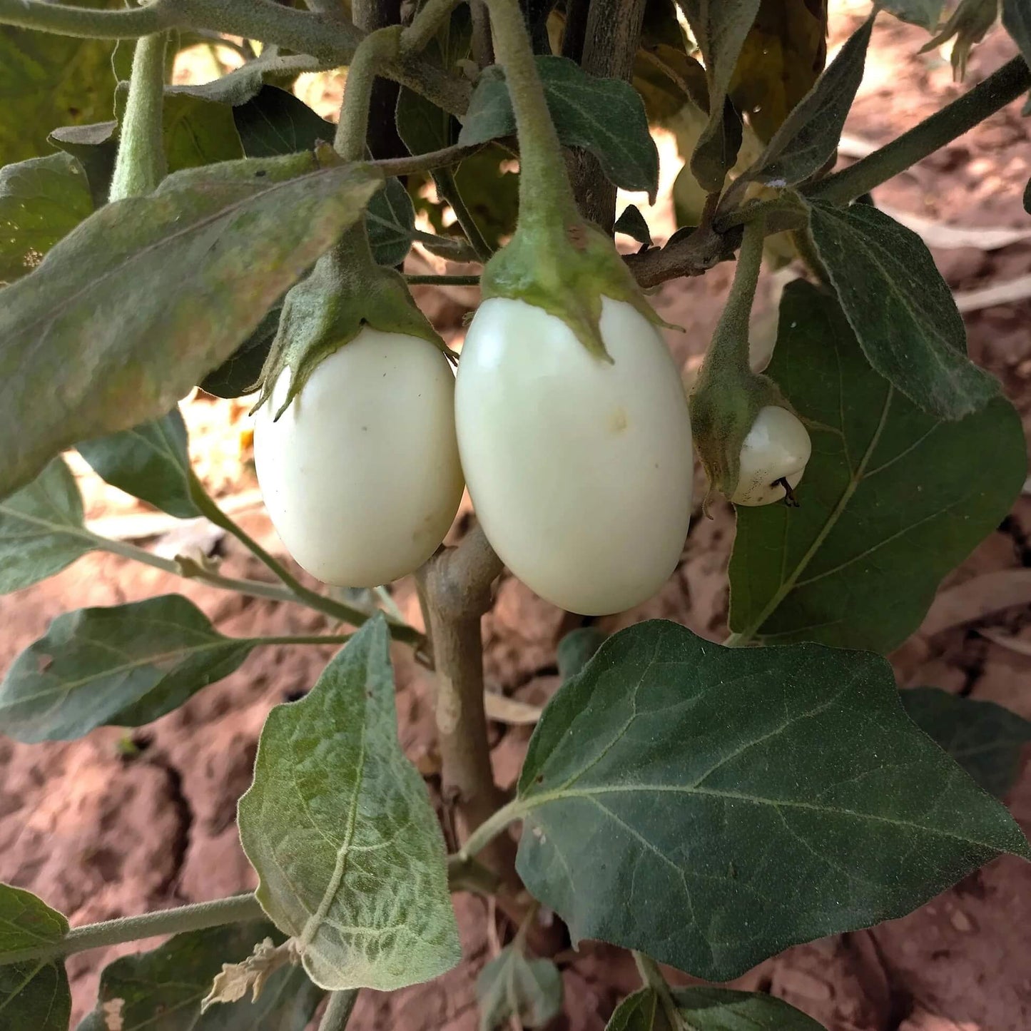 White Egg Nest Egg Gourd Seeds