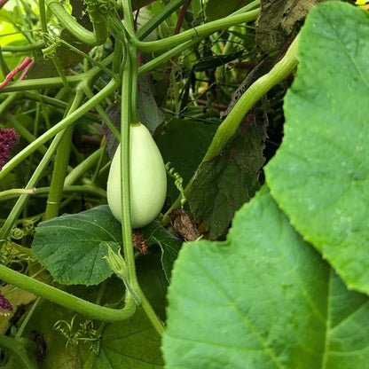 White Egg Nest Egg Gourd Seeds