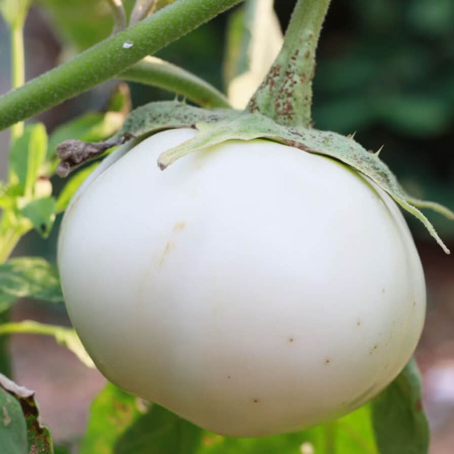 White Egg Nest Egg Gourd Seeds