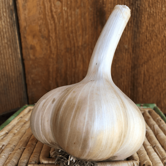 White Elephant Garlic Seeds 