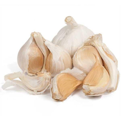 White Elephant Garlic Seeds 