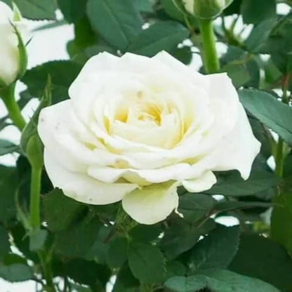 White Fairy Rose Seeds 