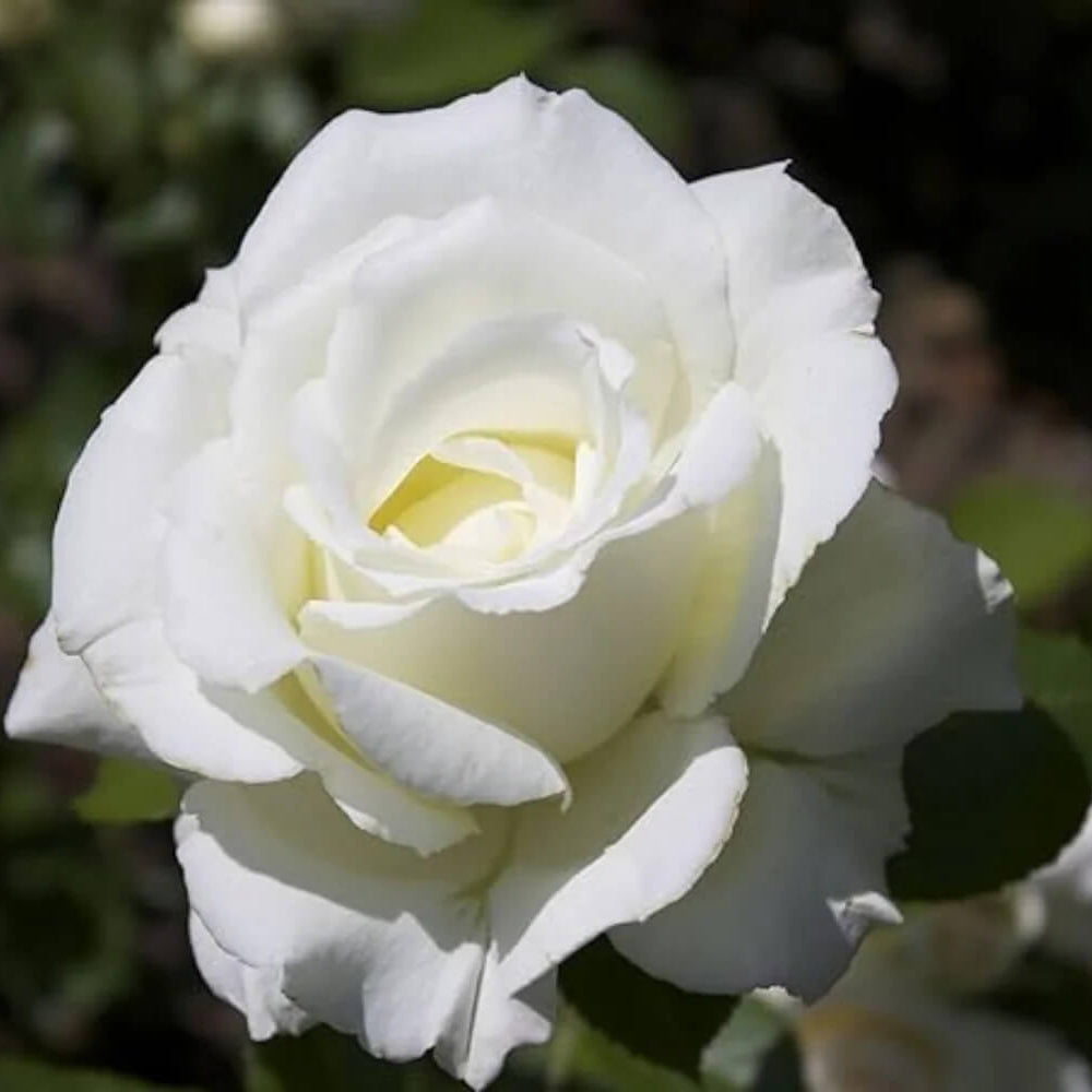 White Fairy Rose Seeds 