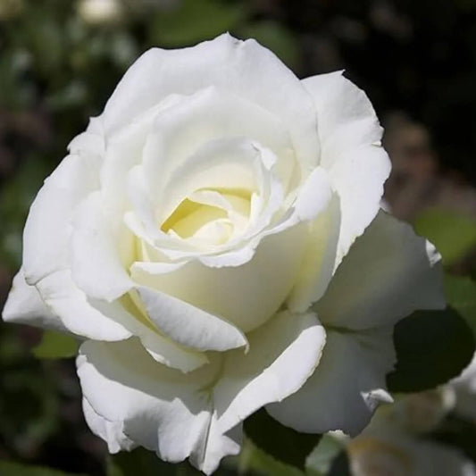 White Fairy Rose Seeds 