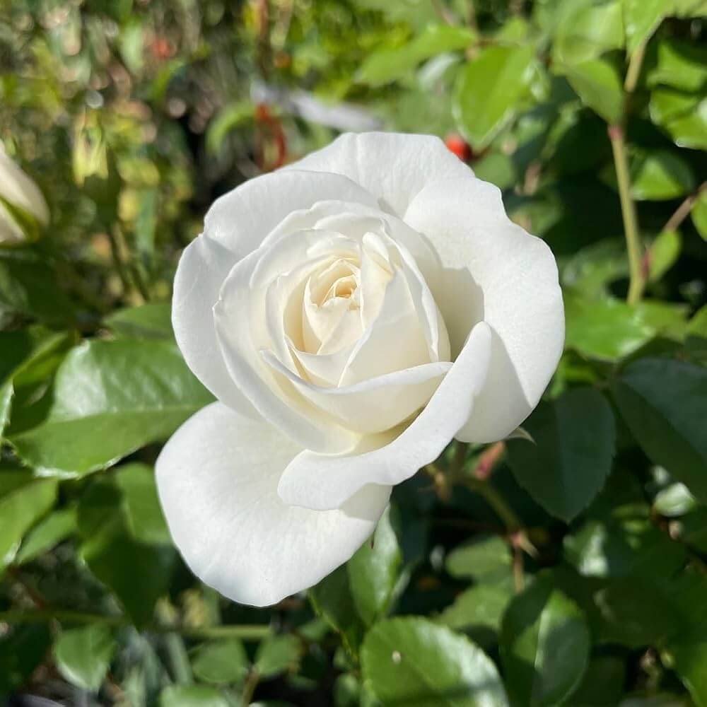 White Fairy Rose Seeds 
