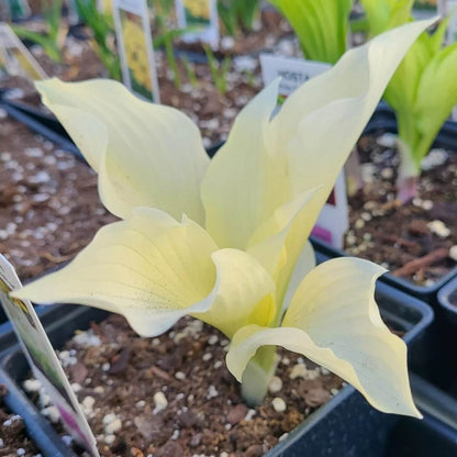 White Feather Hosta Seeds - Heirloom Flower Plant for Home Gardens