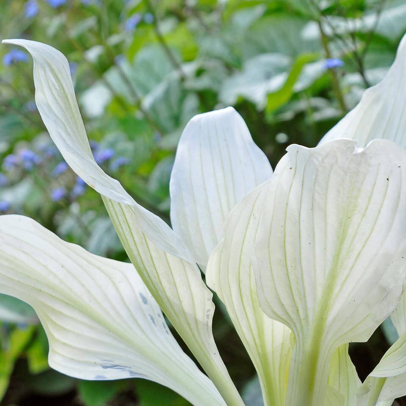 White Feather Hosta Seeds - Heirloom Flower Plant for Home Gardens