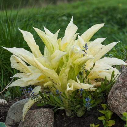 White Feather Hosta Seeds - Heirloom Flower Plant for Home Gardens