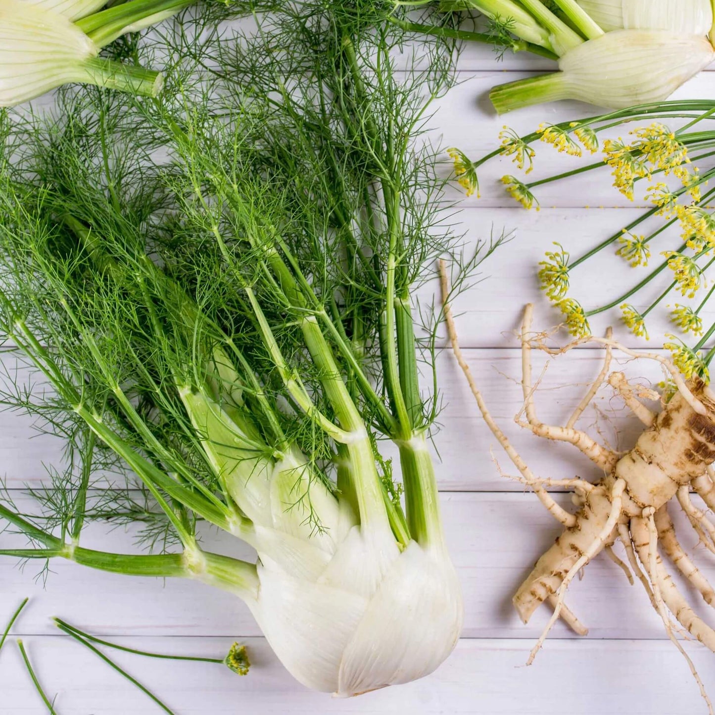 White Fennel Seeds 