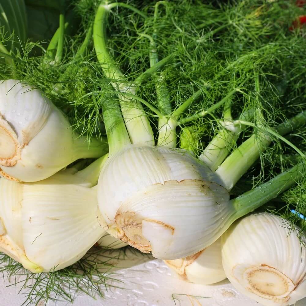 White Fennel Seeds 