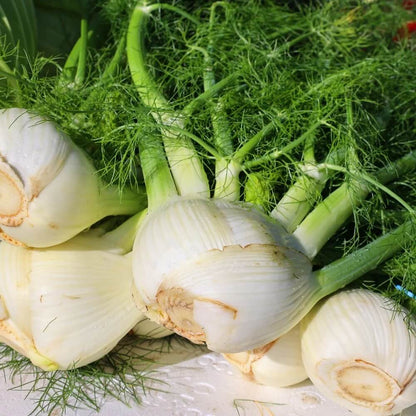 White Fennel Seeds 