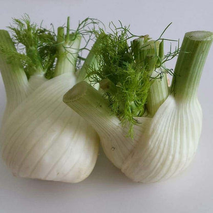 White Fennel Seeds 