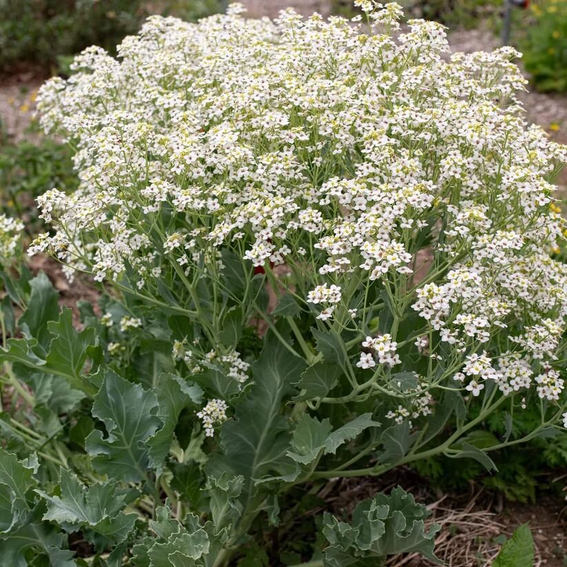 White Flower Sea Kale Seeds