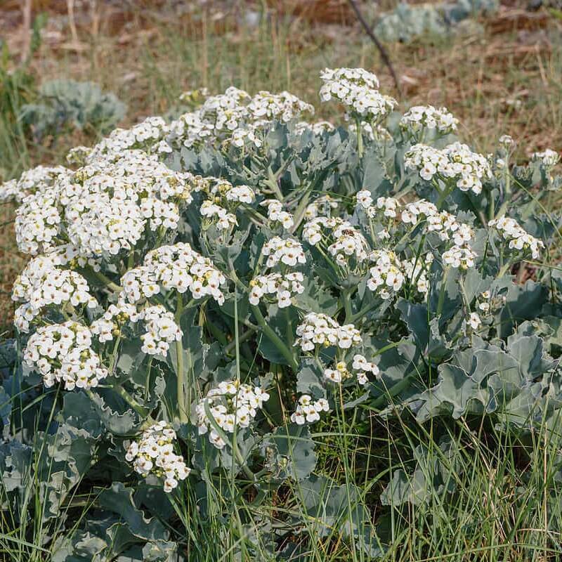 White Flower Sea Kale Seeds