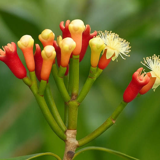 White Fragrant Clove Seeds - Flower Plant 