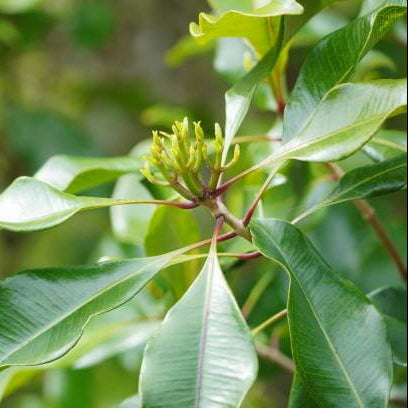 White Fragrant Clove Seeds - Flower Plant 