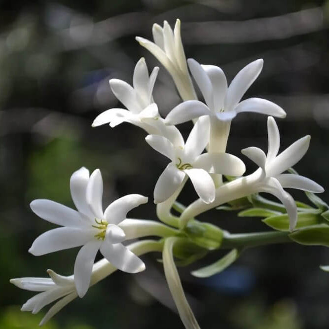 White Fragrant Clove Seeds - Flower Plant 