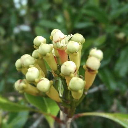 White Fragrant Clove Seeds - Flower Plant 