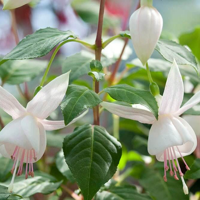 White Fuchsia Seeds - Flower Plant