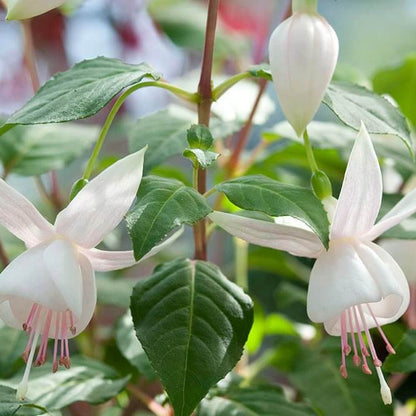 White Fuchsia Seeds - Flower Plant