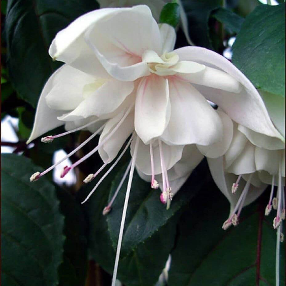White Fuchsia Seeds - Flower Plant