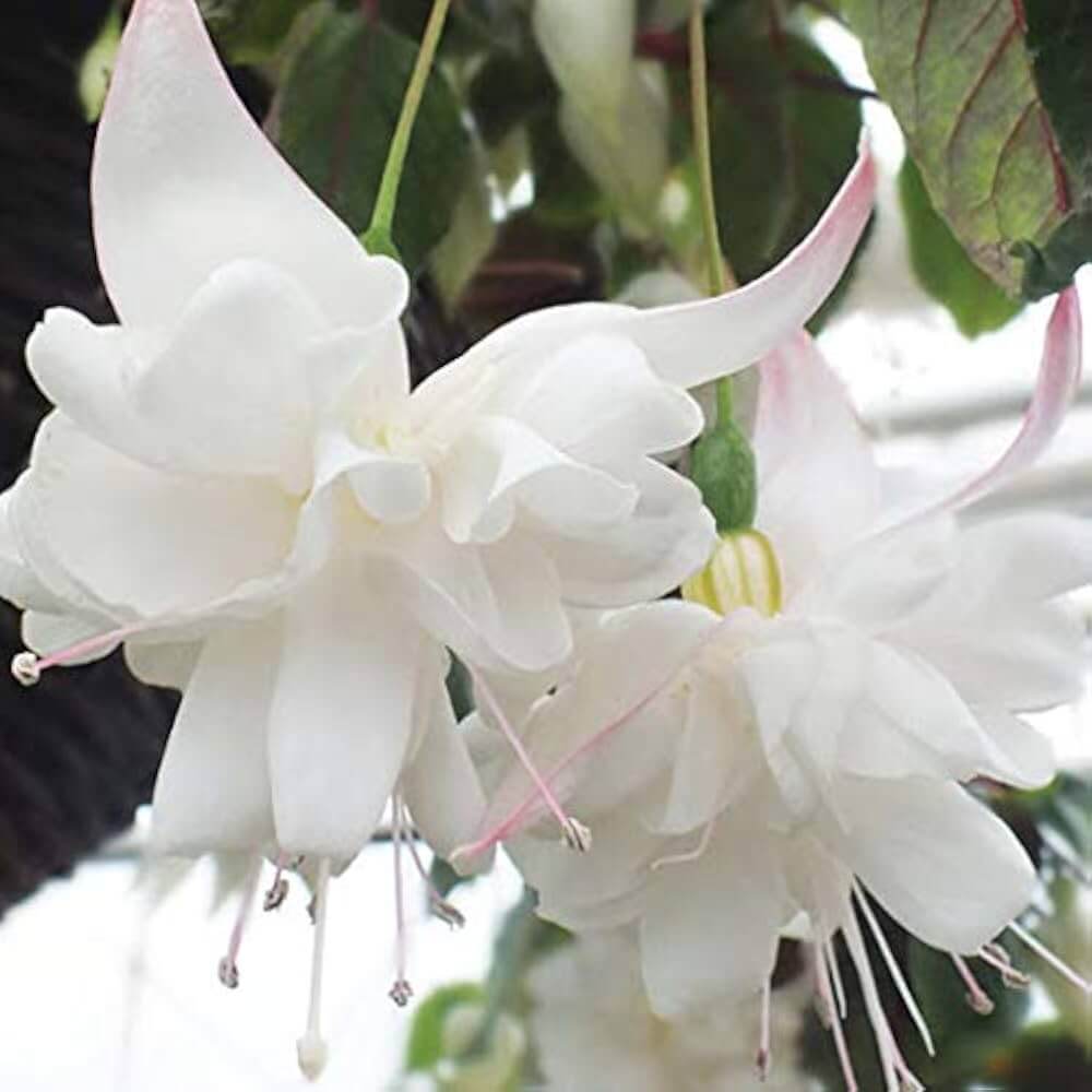 White Fuchsia Seeds - Flower Plant