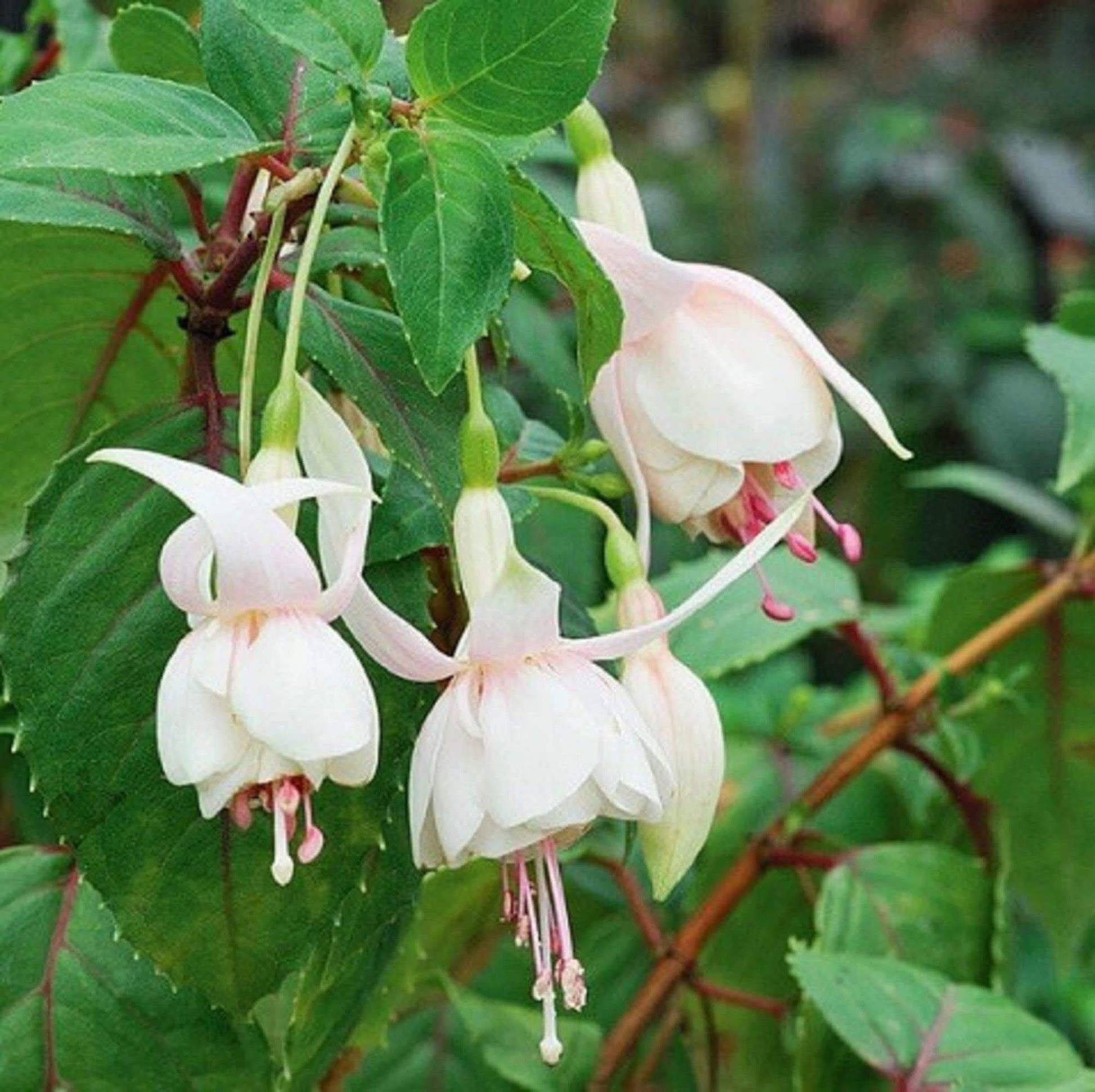 White Fuchsia Seeds - Flower Plant